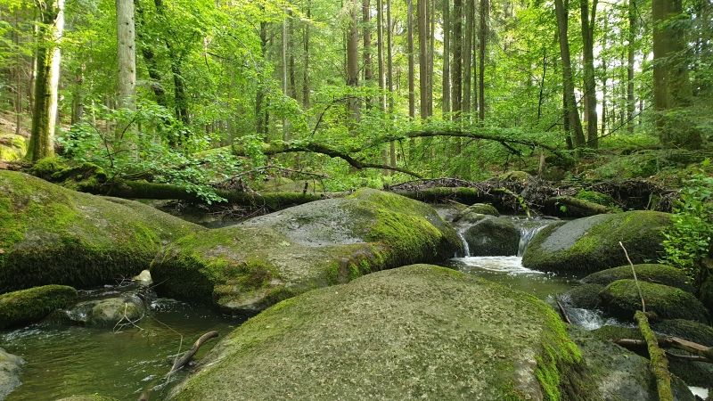 Ein kleiner Bach fließt über große, mit grünem Moos bewachsene Steine in einem dichten Wald.