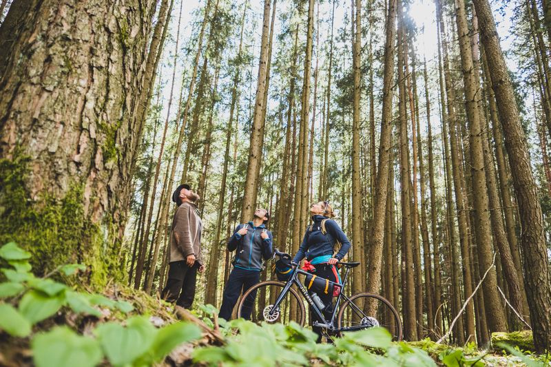 Florian Köhler steht mit zwei Bikepackern in einem hohen Nadelwald neben einem Fahrrad und sie blicken gemeinsam an den hohen Baumstämmen empor in die Kronen.