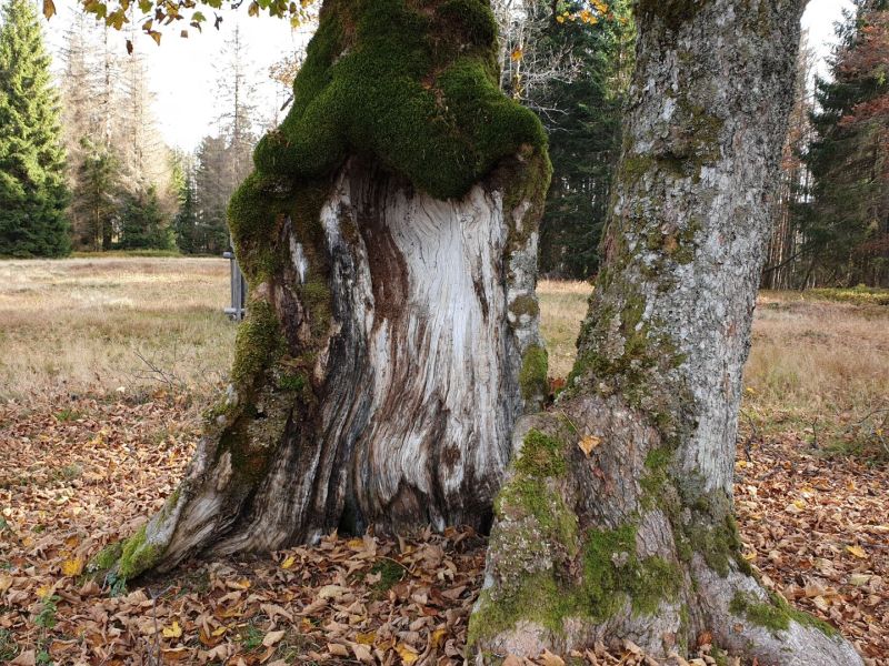 Ein sehr dicker, alter Baumstamm im Wald mit einer markanten Holzmaserung und weichem, grünen Moosbewuchs.